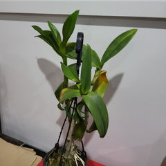 Den. Red Bull 'LD' (Flowering Size)