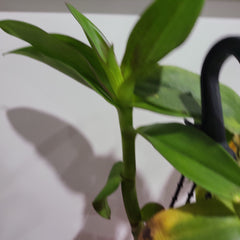Den. Red Bull 'LD' (Flowering Size)