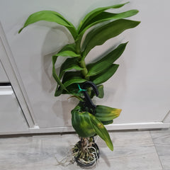 IN SPIKE! - Dendrobium Burana Stripes