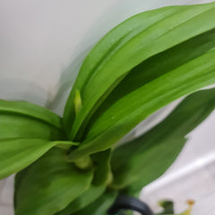 IN SPIKE! - Dendrobium Burana Stripes