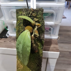 Bulbophyllum fletcherianum Rare Species
