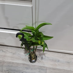 IN SPIKE- Den. Thongchai Gold