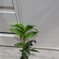 IN SPIKE NOW- Den. (Snowy White x Burana White)