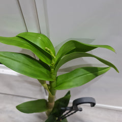 IN SPIKE NOW- Den. (Snowy White x Burana White)