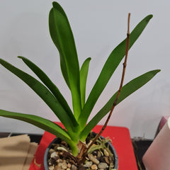 Angraecum Eburneum (Fragrant Species) MATURE FS
