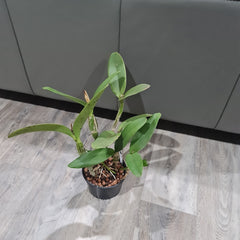 Cattleya Skinneri Alba 4N (Fragrant) VERY RARE TETRAPLOID