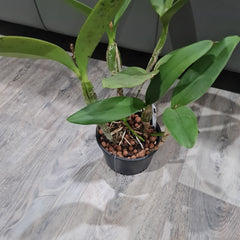 Cattleya Skinneri Alba 4N (Fragrant) VERY RARE TETRAPLOID