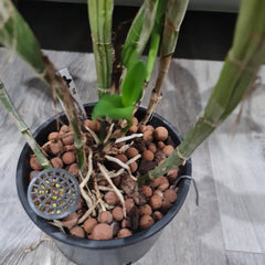 Cattleya Skinneri Alba 4N (Fragrant) VERY RARE TETRAPLOID