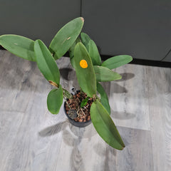 Cattleya Skinneri Alba 4N (Fragrant) VERY RARE TETRAPLOID