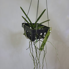 Ascocentrum ampullaceum (Orange Form)