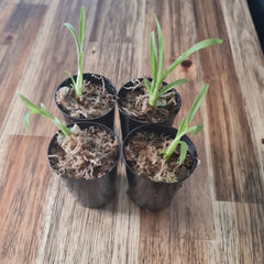 Cycnodes Jumbo Empire