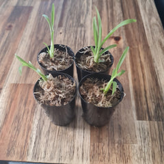 Cycnodes Jumbo Empire