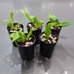 Bulbophyllum mastersianum (Miniature species)