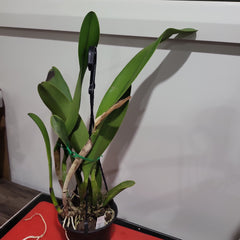 Rlc. Yingluck Smile 'Endless Rain' (Rlc. Liu's Joyance x Rlc. Williette Wong 'Yen' )