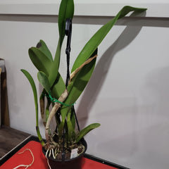 Rlc. Yingluck Smile 'Endless Rain' (Rlc. Liu's Joyance x Rlc. Williette Wong 'Yen' )