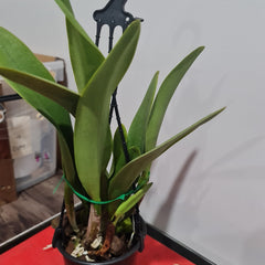 Blc. Village Chief Rose (Very Fragrant)