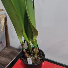 Blc. Ann Cleo 'Laina'