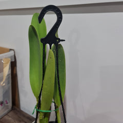 Blc. Ann Cleo 'Laina'