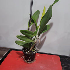 Lc. Tropical Trick Machado