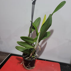 Lc. Tropical Trick Machado