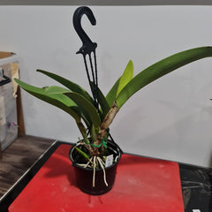 Lc. Shellie Compton 'Touch of Class' (Flowering Size)