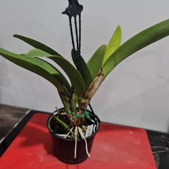 Lc. Shellie Compton 'Touch of Class' (Flowering Size)