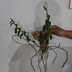 'ORCHID DYNASTY' Dendrobium Anosmum Alba (Fragrant)