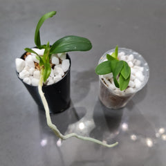 Cattleya leopoldii (Fragrant Orchid Species from Brazil)