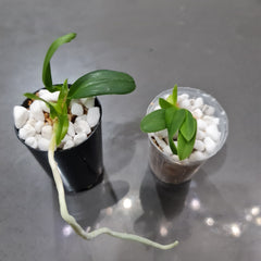 Cattleya leopoldii (Fragrant Orchid Species from Brazil)