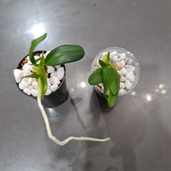 Cattleya leopoldii (Fragrant Orchid Species from Brazil)