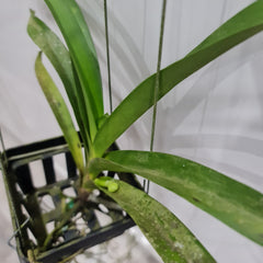 Vanda Udomchai Beauty