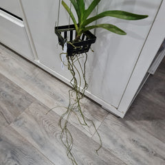 Vanda Udomchai Beauty