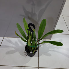 Blc. Dora Louise Capen 'Clifton Two Tone' (Fragrant)