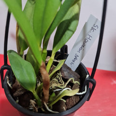 Cattleya Hawaiian Splash (Lea) Fragrant