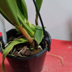 Cattleya Hawaiian Splash (Lea) Fragrant