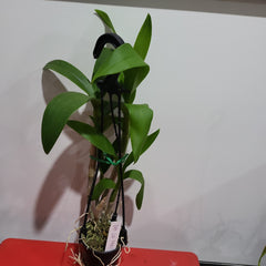 Dendrobium Lai Thai