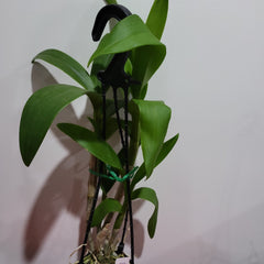 Dendrobium Lai Thai