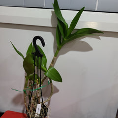 Dendrobium Popeye ( Flowering Size)
