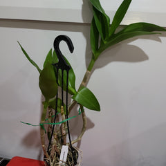Dendrobium Popeye ( Flowering Size)