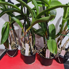 Dendrobium Loraines Delight Tricia x Den. Kuranda Blue