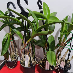 Dendrobium Loraines Delight Tricia x Den. Kuranda Blue