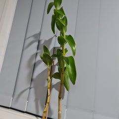 Dendrobium Colemans Big Red x Lasianthera Speewah