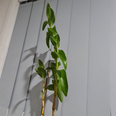 Dendrobium Colemans Big Red x Lasianthera Speewah