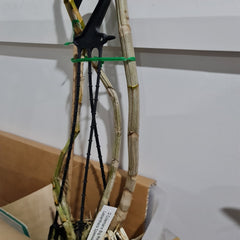 Dendrobium Colemans Big Red x Lasianthera Speewah