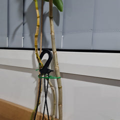 Dendrobium Colemans Big Red x Lasianthera Speewah