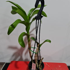 Dendrobium Wave Of Love