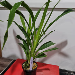 Zygopetalum Debbie De Mellow 'Honolulu Bay' (Fragrant)