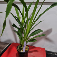 Zygopetalum Debbie De Mellow 'Honolulu Bay' (Fragrant)