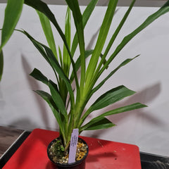 Zygopetalum Debbie De Mellow 'Honolulu Bay' (Fragrant)