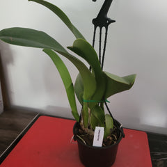 Lc. Irene Finney (Fragrant)